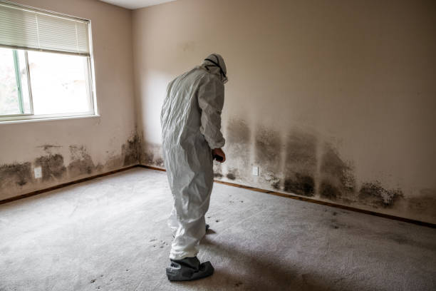 Best Mold Damage Repair  in Gloucester Courthouse, VA